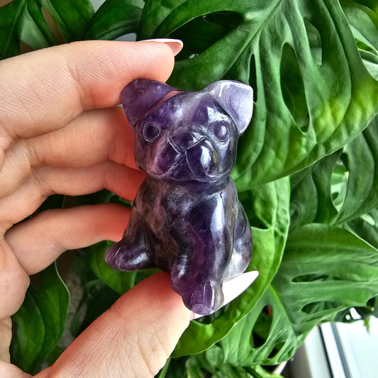 Dream Amethyst bulldog #25A