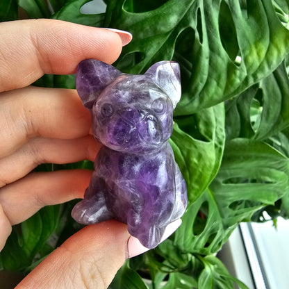 Dream Amethyst bulldog #25B