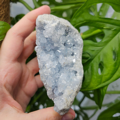 Celestite Cluster #35B