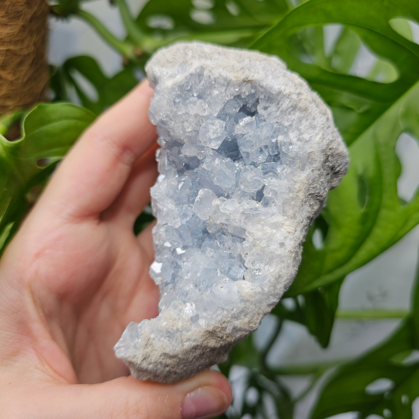 Celestite Cluster #35B