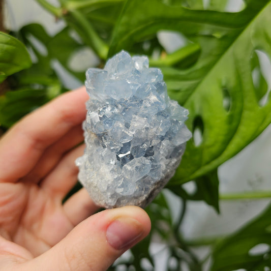 Celestite Cluster #22C