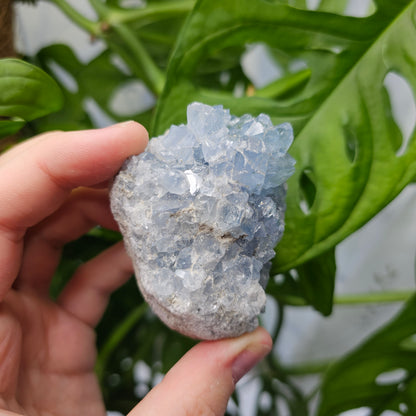 Celestite Cluster #22C