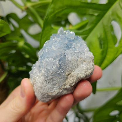 Celestite Cluster #22C