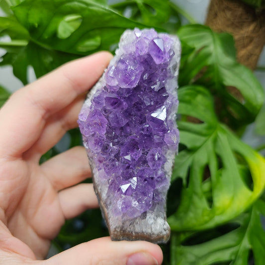 Extra Quality Amethyst Cluster #24C