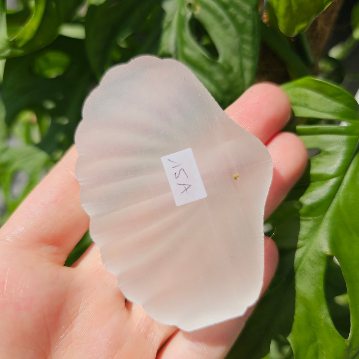 Satin Spar Selenite Shell #15A