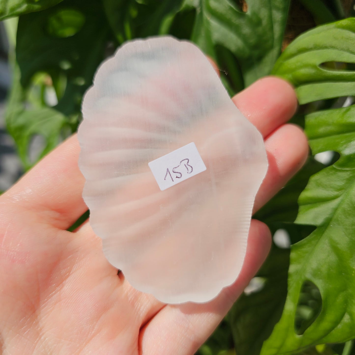 Satin Spar Selenite Shell #15B