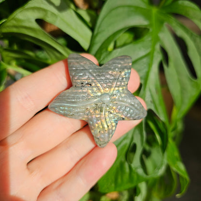 Labradorite Starfish