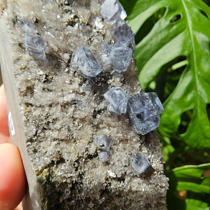 Blue Fluorite with Boulangerite/Jamesonite Inclusions #265A