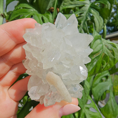 Sugar Apophyllite with Stilbite #55F