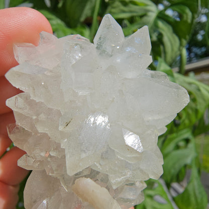 Sugar Apophyllite with Stilbite #55F