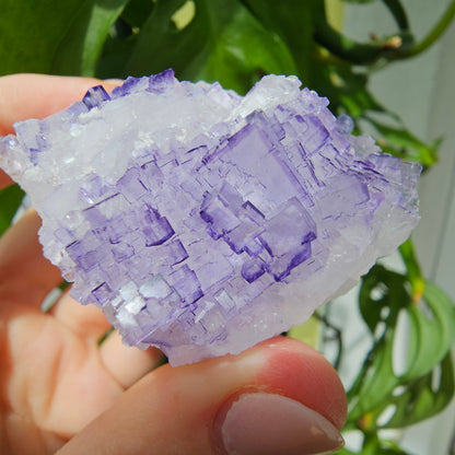 Purple Fluorite Specimen #199K