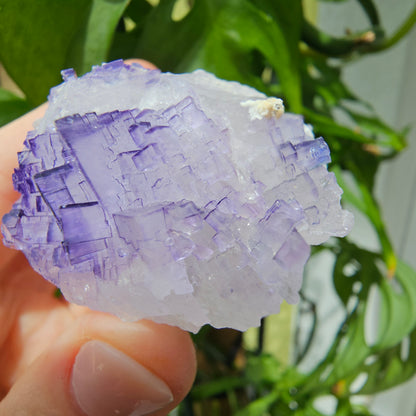 Purple Fluorite Specimen #199K