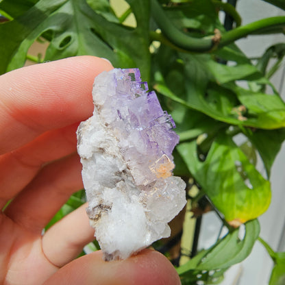 Purple Fluorite Specimen #39o