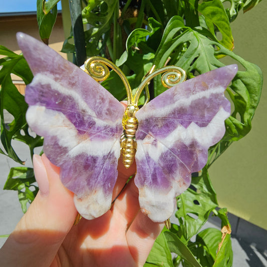 Chevron Amethyst Schmetterling #13B