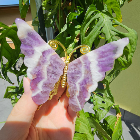 Chevron Amethyst Schmetterling #13C