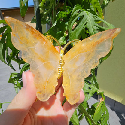 Golden Healer Butterfly #13B