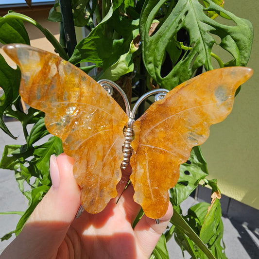 Golden Healer Schmetterling #13C