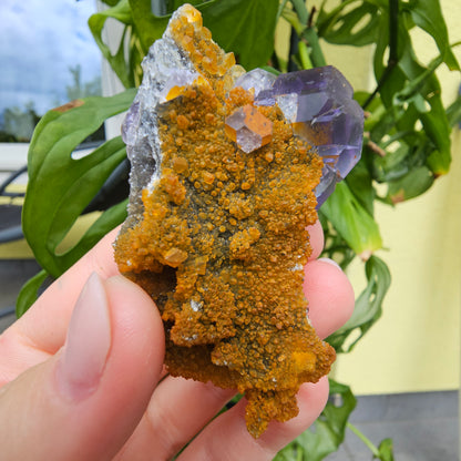 Purple Fluorite from Xiayang Mine #59A