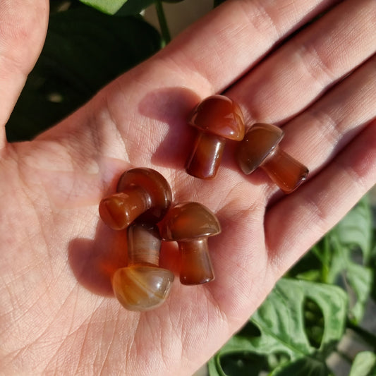 Carnelian Mini Mushroom (intuitive pick)