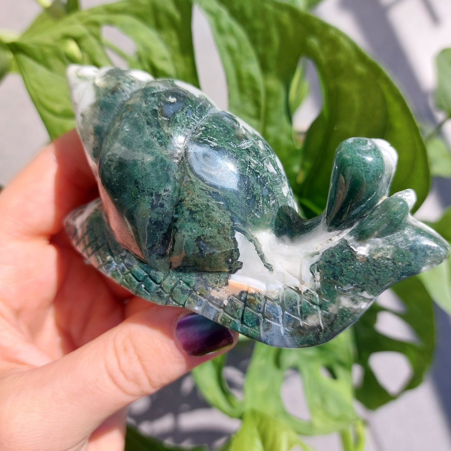 Moss Agate snail